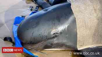 Pilot whales Tasmania: Almost 400 die in Australia's worst stranding