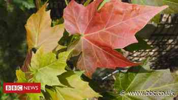 Wild maple trees 'in serious need of conservation'