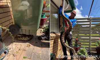 Sunshine Coast snake catcher finds carpet python under wheelie bin