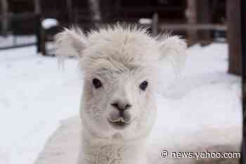 Wild bear breaks into Alaska zoo at night and kills Caesar the alpaca, officials say
