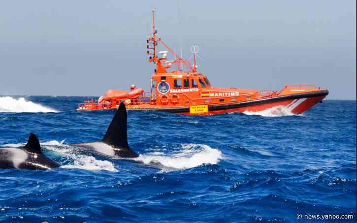 Sailing stopped as killer whales attack yachts off Spanish coast