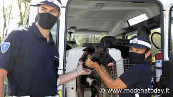 Entra in servizio Pit, nuovo cane antiroga della Polizia Locale di Modena - ModenaToday