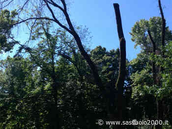 In centro a Modena interventi di rimozione di alberi a rischio - sassuolo2000.it - SASSUOLO NOTIZIE - SASSUOLO 2000