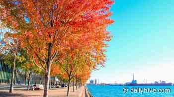 It's expected to feel like 28°C in Toronto for the rest of this week | News - Daily Hive