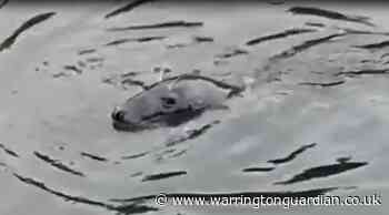Watch: Seal spotted munching on fish in the Mersey in Warrington - Warrington Guardian