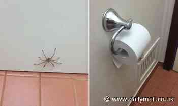 Frightening moment huntsman spider charges towards a Western Australian man as he sits on the toilet