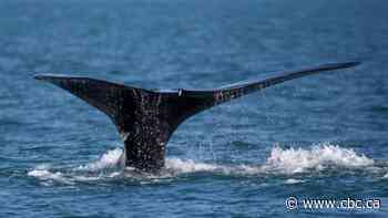 No reported deaths, entanglements for North Atlantic right whales this year