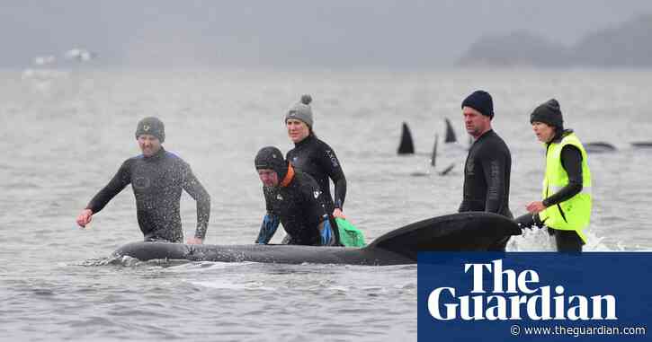 Seventy whales stranded in Tasmania released, but only 20 remain well enough for rescue