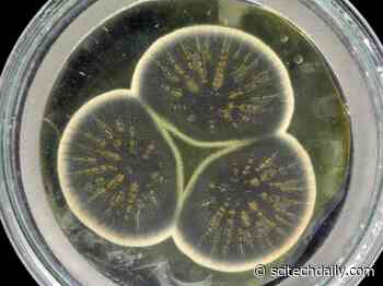 Genome of Alexander Fleming’s Original Penicillin Mold Sequenced for the First Time