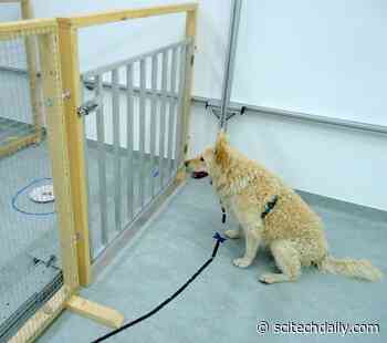 Cognitive Decline in Aging Pet Dogs Not Impacted by Diet or Prior Training