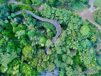 The Most Biodiverse Places on the Planet: Scientists Discover Secret Behind Earth’s Biodiversity Hotspots