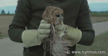 ‘Bird Island’ Review: Avian Therapy