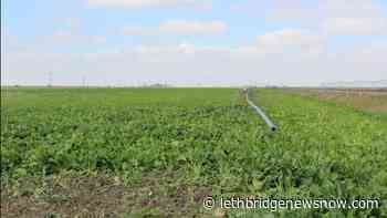 Alberta sugar beet growers scrutinize their products' environmental stewardship - Lethbridge News Now
