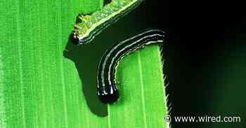Can a Genetically Modified Bug Combat a Global Farm Plague?