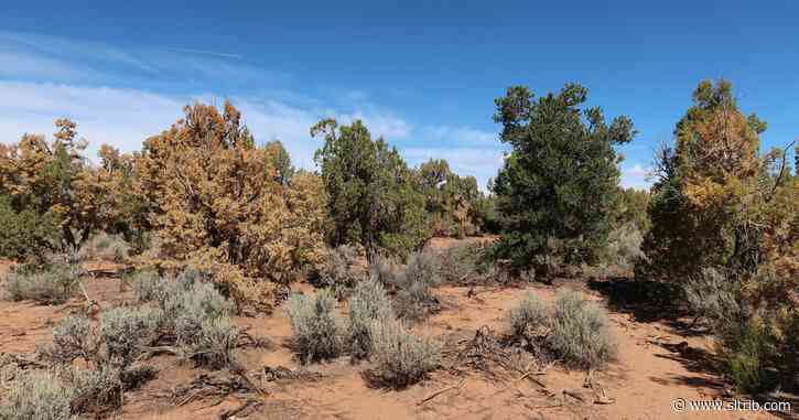 Letter: BLM owes us a hearing before clearing trees