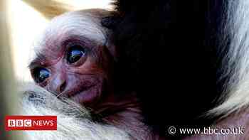 Blackpool Zoo celebrates birth of endangered pileated gibbon
