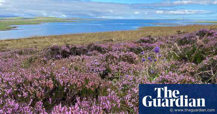 Country diary: rich purple heather marks a year on the island