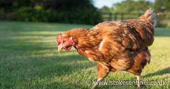 Thief steals pet chicken from Stoke-on-Trent garden - Stoke-on-Trent Live