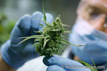 Delta-8-THC Promises to Get You High Without the Paranoia or Anxiety