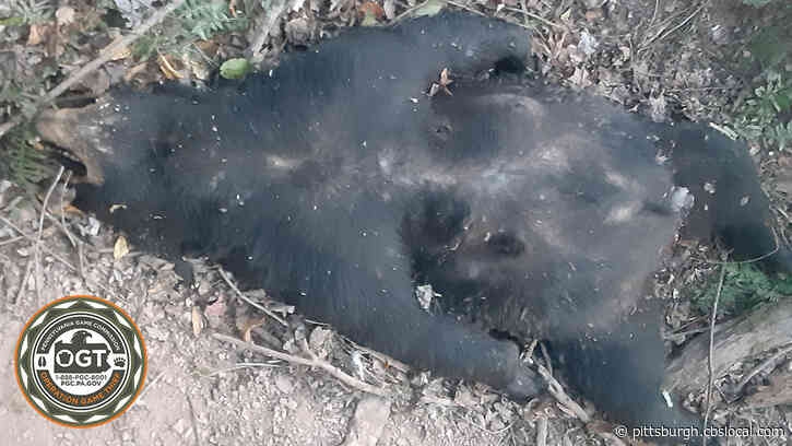 Pa. Game Commission Seeking Information, Investigating Illegal Killing Of Black Bear