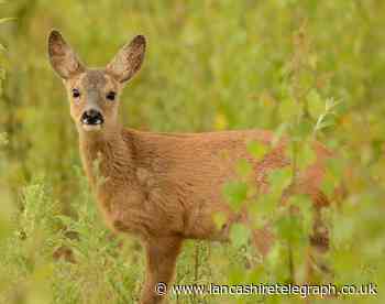 Baby deer rescued by caring firefighters after it became trapped