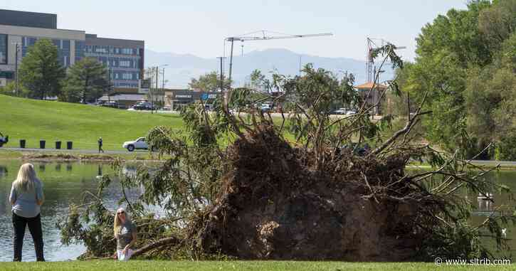 Salt Lake City, Tree Utah team up to replace hundreds of trees lost in recent storm