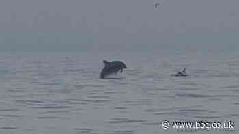 Whale sightings off the Yorkshire coast spark calls for super trawler ban
