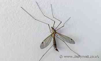 Homeowners are warned to brace for onslaught of more than 200billion daddy long legs 