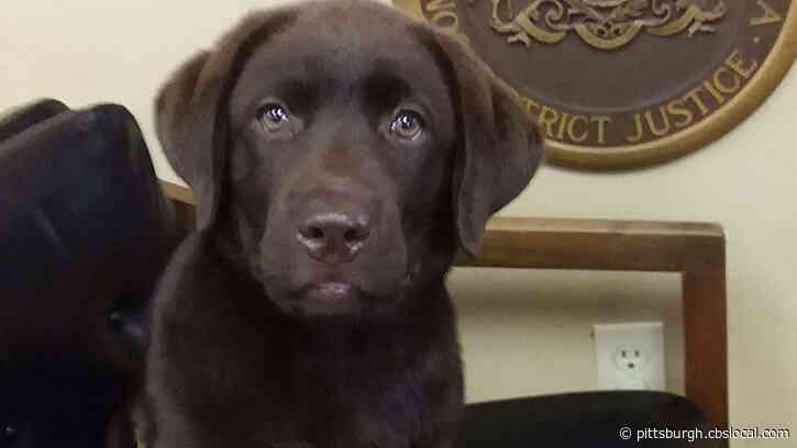 Meet Rune: Crisis Center North’s Newest Comfort Dog
