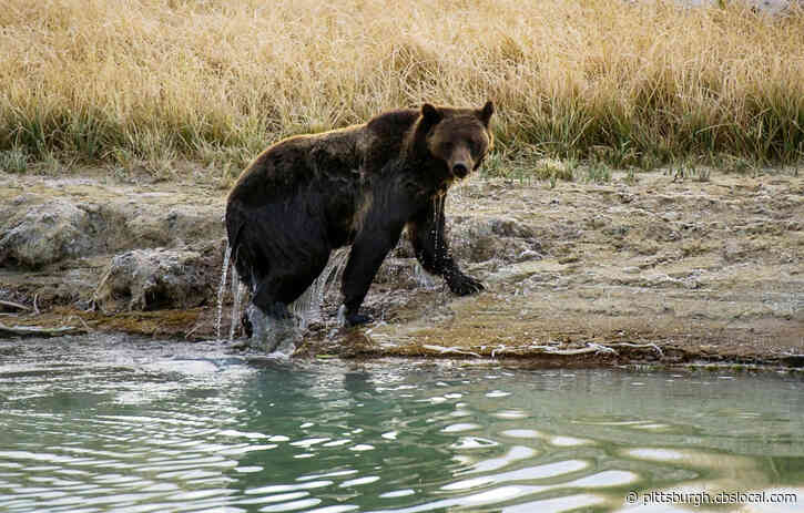 22-Year-Old Man From Ohio Mauled And Killed By Grizzly Bear In Alaska