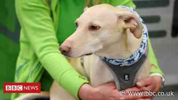 Coronavirus: Helsinki airport trials sniffer dogs as Covid-19 detectors