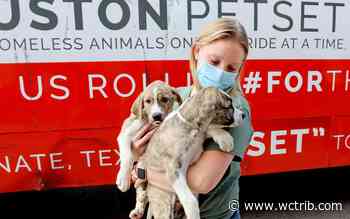 Minnesota shelter takes in 54 stray dogs from flooded Houston - West Central Tribune