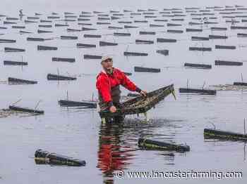 Rhode Island Oyster Farmer Leads the Way in Aquaculture - Lancaster Farming