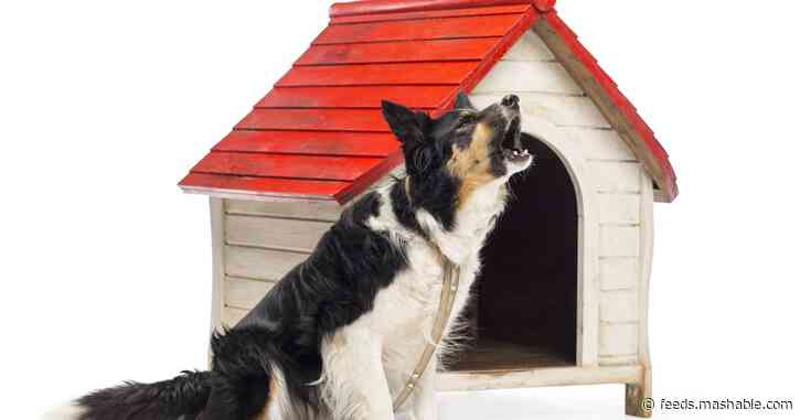 A Dog's Take: Alexa Guard Plus will NEVER replace dogs
