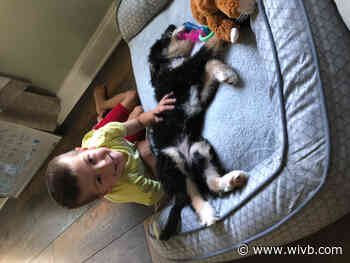 Make-A-Wish surprises Lewiston boy with a puppy