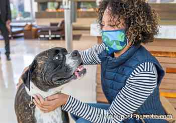 Pet Tales: Meet Ace, the Pittsburgh Adventure Dog