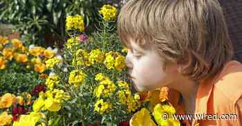 Why Is It So Hard to Study Covid-Related Smell Loss?