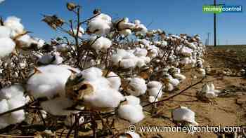 Cotton futures steady at Rs 18,100 per bale in afternoon trade