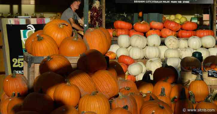 Utah’s pumpkin frenzy is already peaking as October beckons