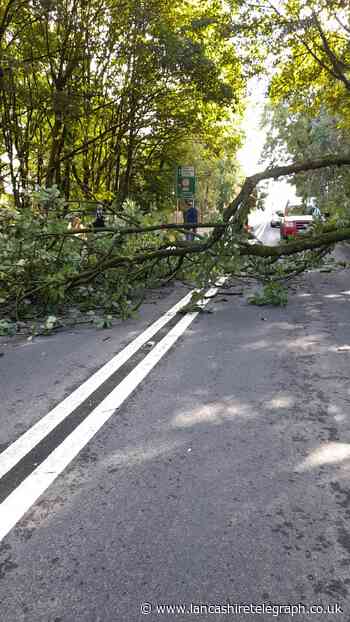 WARNING: Motorists urged to find new route as tree collapses and blocks road