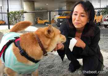 Vegan Entrepreneur Miyoko Schinner Rescues Dog From Meat Trader - The Beet
