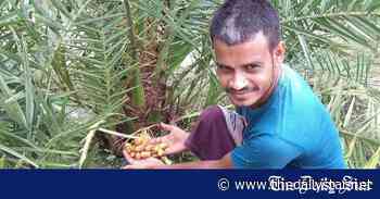 Farming in Barind Region: Entrepreneur shines in Arabian date cultivation - The Daily Star
