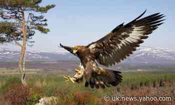Grouse moors under fire after golden eagle tag found in Scottish river
