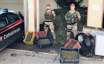 Erba nell’aranceto a Paternò, sei arresti - INFORMA SICILIA