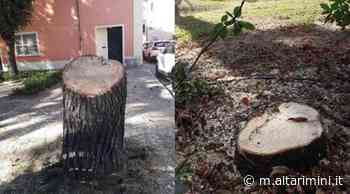 Novafeltria: "tagliati alberi secolari, ma lasciata l'erba che infesta il paese". L'attacco del Pd - AltaRimini