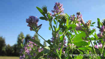 Erba medica: fissato il prezzo indicativo 2020 per la semente in natura - Ruminantia