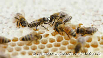 Deutschlands Imker verzeichnen nur mittelmäßige Ernte