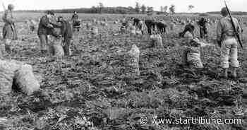 Did German POWs really work on Minnesota farms during World War II?