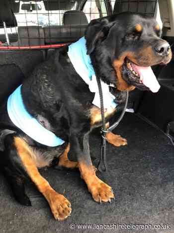 Rottweiler stabbed several times and second dog injured