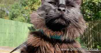 Meet Bruce the singing three-legged cat looking for a new home